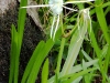 spider-lily